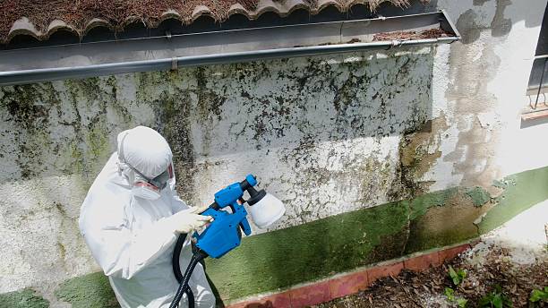Trusted Black Mold Removal service in Manchester Township, NJ - Cheap Mold Removal